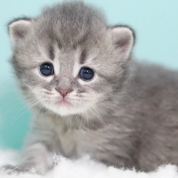サイベリアン【東京都・男の子・2025年7月25日・ブルータビー&ホワイト】の写真「親猫全頭/遺伝子検査『5項目クリア』親猫面会🆗」