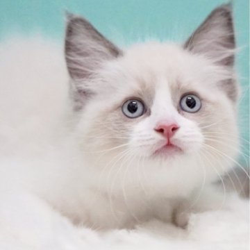 ラグドール【東京都・女の子・2025年6月10日・ブルーポイントバイカラー】の写真「親猫全頭/遺伝子検査『5項目クリア』親猫面会🆗」