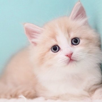 サイベリアン【東京都・男の子・2025年7月25日・クリーム&ホワイト】の写真「親猫全頭/遺伝子検査『5項目クリア』親猫面会🆗」