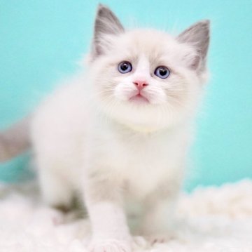 ラグドール【東京都・男の子・2025年10月7日・ブルーポイントバイカラー】の写真「親猫全頭/遺伝子検査『5項目クリア』親猫面会🆗」