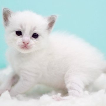 ラグドール【東京都・女の子・2025年10月7日・ブルーポイントバイカラー】の写真「親猫全頭/遺伝子検査『5項目クリア』親猫面会🆗」