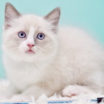 ラグドール【東京都・男の子・2025年10月4日・ブルーポイントバイカラー】の写真「親猫全頭/遺伝子検査『5項目クリア』親猫面会🆗」