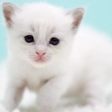 ラグドール【東京都・女の子・2025年10月7日・ブルーポイントバイカラー】の写真「親猫全頭/遺伝子検査『5項目クリア』親猫面会🆗」