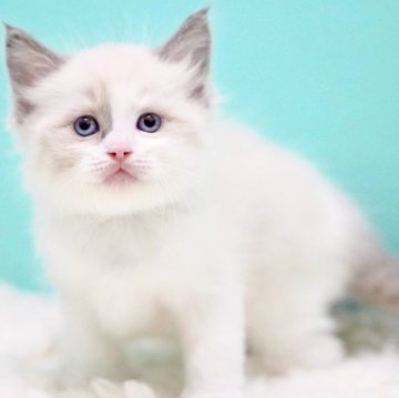 ラグドール【東京都・男の子・2025年10月7日・ブルーポイントバイカラー】の写真「親猫全頭/遺伝子検査『5項目クリア』親猫面会🆗」