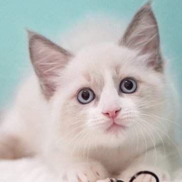 ラグドール【東京都・男の子・2025年6月5日・ブルーポイントバイカラー】の写真「親猫全頭/遺伝子検査『5項目クリア』親猫面会🆗」