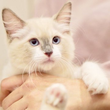 ラグドール【東京都・男の子・2025年7月18日・ブルーポイントミテッド】の写真「親猫全頭/遺伝子検査『5項目クリア』親猫面会🆗」