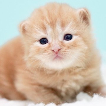 サイベリアン【東京都・男の子・2025年10月18日・レッドタビー&ホワイト】の写真「親猫全頭/遺伝子検査『5項目クリア』親猫面会🆗」