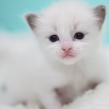 ラグドール【東京都・男の子・2025年9月8日・ブルーポイントバイカラー】の写真「親猫全頭/遺伝子検査『5項目クリア』親猫面会🆗」