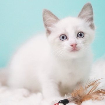 ラグドール【東京都・男の子・2025年9月8日・ブルーポイントバイカラー】の写真「親猫全頭/遺伝子検査『5項目クリア』親猫面会🆗」