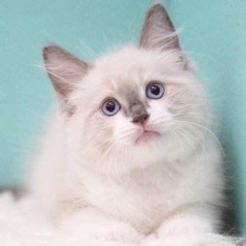 ラグドール【東京都・男の子・2025年7月18日・ブルーポイントミテッド】の写真「親猫全頭/遺伝子検査『5項目クリア』親猫面会🆗」