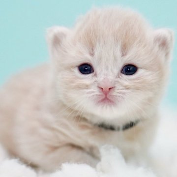 サイベリアン【東京都・男の子・2025年10月18日・クリームタビー&ホワイト】の写真「親猫全頭/遺伝子検査『5項目クリア』親猫面会🆗」