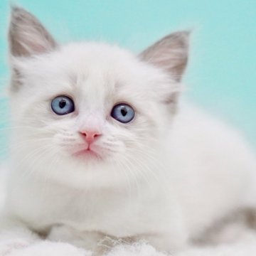 ラグドール【東京都・女の子・2025年9月26日・ブルーポイントバイカラー】の写真「親猫全頭/遺伝子検査『5項目クリア』親猫面会🆗」