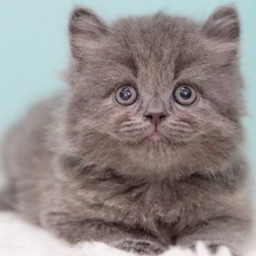 サイベリアン【東京都・男の子・2025年6月30日・ブルー】の写真「親猫全頭/遺伝子検査『5項目クリア』親猫面会🆗」