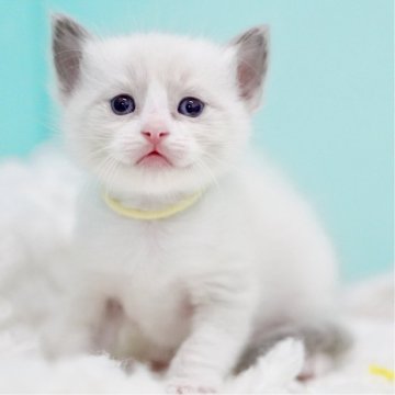 ラグドール【東京都・男の子・2025年10月7日・ブルーポイントバイカラー】の写真「親猫全頭/遺伝子検査『5項目クリア』親猫面会🆗」