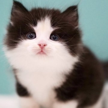 サイベリアン【東京都・男の子・2025年4月9日・ブラック&ホワイト】の写真「親猫全頭/遺伝子検査『5項目クリア』親猫面会🆗」