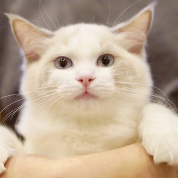 ラグドール【東京都・女の子・2025年6月5日・ブルーポイントバイカラー】の写真「マイペース穏やかさん🐈‍⬛先住さん初心者さん🆗」