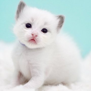 ラグドール【東京都・男の子・2025年10月7日・ブルーポイントバイカラー】の写真「親猫全頭/遺伝子検査『5項目クリア』親猫面会🆗」