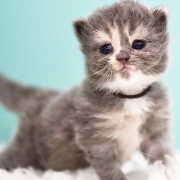 サイベリアン【東京都・女の子・2025年4月26日・ブルークリーム&ホワイト】の写真「親猫全頭/遺伝子検査『5項目クリア』親猫面会🆗」