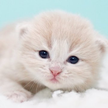 サイベリアン【東京都・男の子・2025年10月18日・クリームタビー&ホワイト】の写真「親猫全頭/遺伝子検査『5項目クリア』親猫面会🆗」