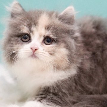 サイベリアン【東京都・女の子・2024年11月6日・ダイリュートキャリコ】の写真「親猫全頭/遺伝子検査『5項目クリア』親猫面会🆗」