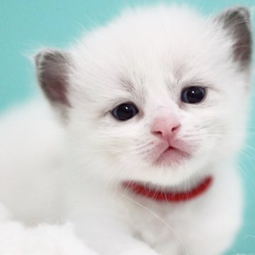 ラグドール【東京都・女の子・2025年6月10日・ブルーポイントバイカラー】の写真「親猫全頭/遺伝子検査『5項目クリア』親猫面会🆗」