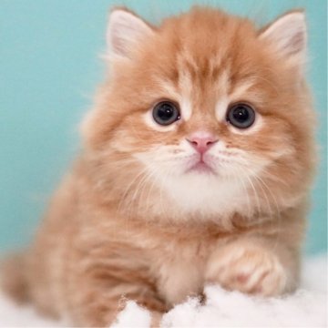 サイベリアン【東京都・男の子・2025年5月19日・レッドタビー&ホワイト】の写真「親猫全頭/遺伝子検査『5項目クリア』親猫面会🆗」