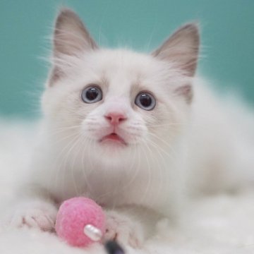 ラグドール【東京都・男の子・2025年5月16日・ブルーポイントバイカラー】の写真「親猫全頭/遺伝子検査『5項目クリア』親猫面会🆗」