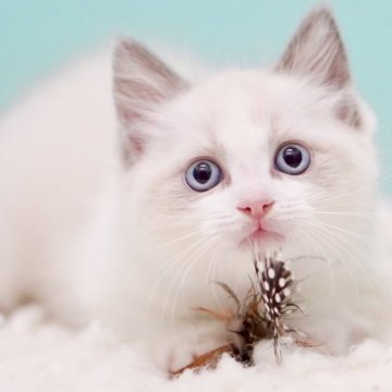 ラグドール【東京都・男の子・2025年10月4日・ブルーポイントバイカラー】の写真「親猫全頭/遺伝子検査『5項目クリア』親猫面会🆗」