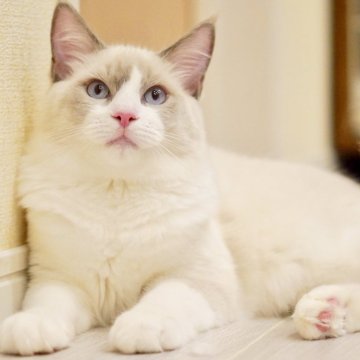 ラグドール【東京都・男の子・2025年6月5日・ブルーポイントバイカラー】の写真「フレンドリーな甘えん坊❤️初めてさんでも🔰🆗」