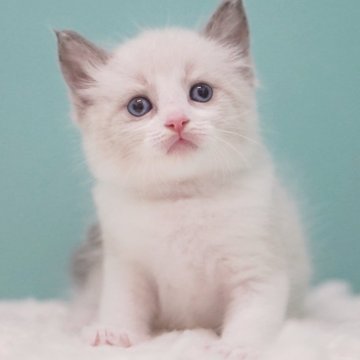 ラグドール【東京都・男の子・2025年6月10日・ブルーポイントバイカラー】の写真「親猫全頭/遺伝子検査『5項目クリア』親猫面会🆗」