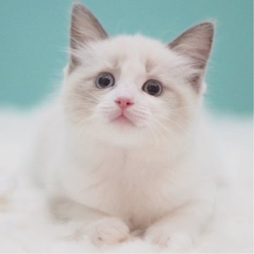 ラグドール【東京都・女の子・2025年5月16日・ブルーポイントバイカラー】の写真「親猫全頭/遺伝子検査『5項目クリア』親猫面会🆗」