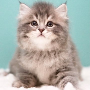 サイベリアン【東京都・男の子・2025年5月4日・ブルータビー&ホワイト】の写真「親猫全頭/遺伝子検査『5項目クリア』親猫面会🆗」