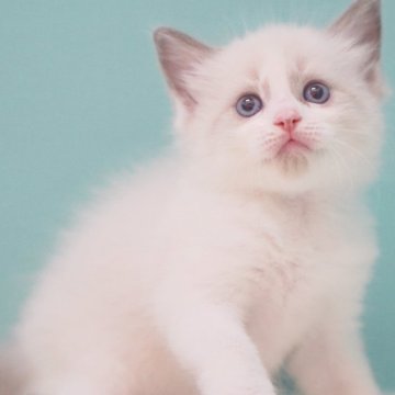 ラグドール【東京都・男の子・2025年6月10日・ブルーポイントバイカラー】の写真「親猫全頭/遺伝子検査『5項目クリア』親猫面会🆗」