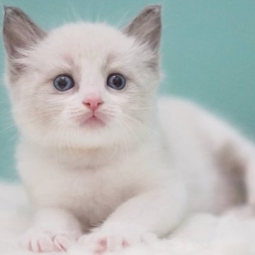 ラグドール【東京都・男の子・2025年6月10日・ブルーポイントバイカラー】の写真「親猫全頭/遺伝子検査『5項目クリア』親猫面会🆗」
