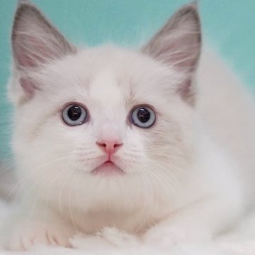 ラグドール【東京都・男の子・2025年6月5日・ブルーポイントバイカラー】の写真「親猫全頭/遺伝子検査『5項目クリア』親猫面会🆗」
