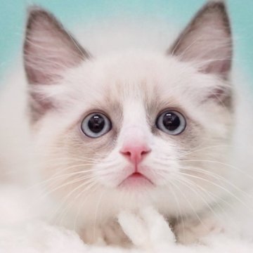 ラグドール【東京都・男の子・2025年6月10日・ブルーポイントバイカラー】の写真「親猫全頭/遺伝子検査『5項目クリア』親猫面会🆗」