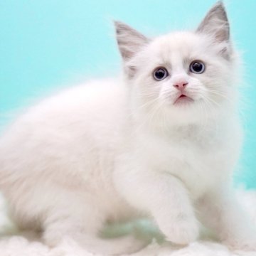 ラグドール【東京都・女の子・2025年10月7日・ブルーポイントバイカラー】の写真「親猫全頭/遺伝子検査『5項目クリア』親猫面会🆗」