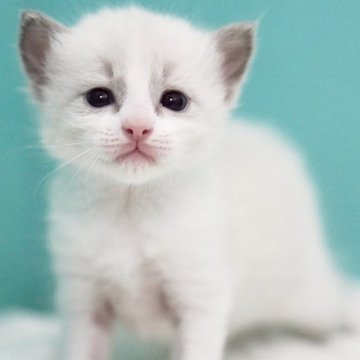 ラグドール【東京都・男の子・2025年6月5日・ブルーポイントバイカラー】の写真「親猫全頭/遺伝子検査『5項目クリア』親猫面会🆗」