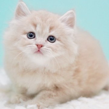 サイベリアン【東京都・男の子・2025年10月18日・クリームタビー&ホワイト】の写真「親猫全頭/遺伝子検査『5項目クリア』親猫面会🆗」