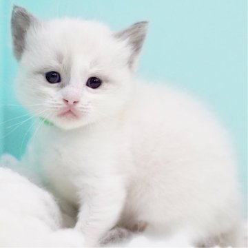 ラグドール【東京都・男の子・2025年10月7日・ブルーポイントバイカラー】の写真「親猫全頭/遺伝子検査『5項目クリア』親猫面会🆗」