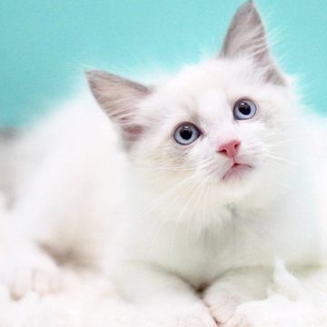 ラグドール【東京都・男の子・2025年9月26日・ブルーポイントバイカラー】の写真「親猫全頭/遺伝子検査『5項目クリア』親猫面会🆗」