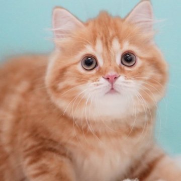 サイベリアン【東京都・男の子・2025年5月19日・レッドタビー&ホワイト】の写真「親猫全頭/遺伝子検査『5項目クリア』親猫面会🆗」