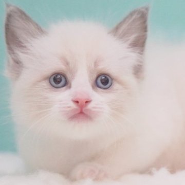 ラグドール【東京都・女の子・2025年6月10日・ブルーポイントバイカラー】の写真「親猫全頭/遺伝子検査『5項目クリア』親猫面会🆗」
