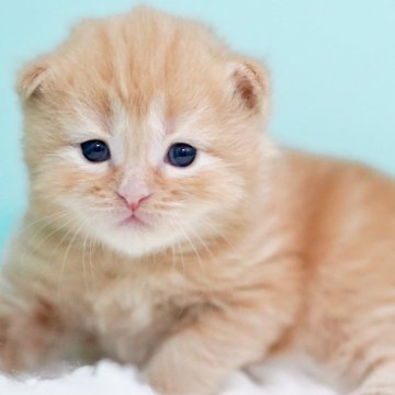 サイベリアン【東京都・男の子・2025年10月18日・レッドタビー&ホワイト】の写真「親猫全頭/遺伝子検査『5項目クリア』親猫面会🆗」