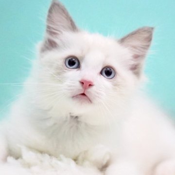 ラグドール【東京都・男の子・2025年9月26日・ブルーポイントバイカラー】の写真「親猫全頭/遺伝子検査『5項目クリア』親猫面会🆗」