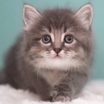 サイベリアン【東京都・男の子・2025年6月3日・ブルータビー&ホワイト】の写真「親猫全頭/遺伝子検査『5項目クリア』親猫面会🆗」