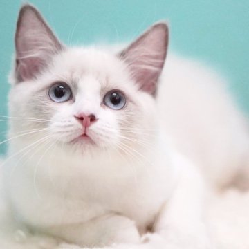 ラグドール【東京都・女の子・2025年6月5日・ブルーポイントバイカラー】の写真「まんまる顔🐱おっとり癒し系🧸落ち着き満点🍀」