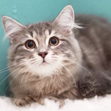 サイベリアン【東京都・男の子・2024年11月24日・ブルータビー&ホワイト】の写真「甘えん坊さん🥳困り顔がキュートで寝るのが大好き❤️」