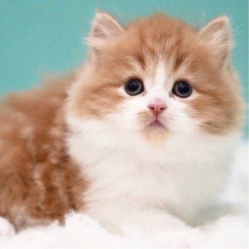 サイベリアン【東京都・男の子・2025年5月19日・レッド&ホワイト】の写真「親猫全頭/遺伝子検査『5項目クリア』親猫面会🆗」
