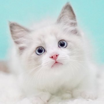 ラグドール【東京都・男の子・2025年9月22日・ブルーポイントバイカラー】の写真「親猫全頭/遺伝子検査『5項目クリア』親猫面会🆗」